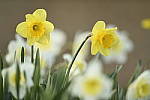 Click to see Y_DSC2539.JPG