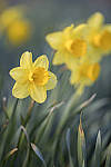 Click to see Y_DSC2547-MOD.JPG