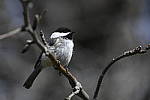 Click to see Y_DSC2624.JPG