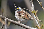 Click to see Y_DSC2643-MOD.JPG
