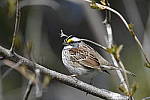 Click to see Y_DSC2643.JPG