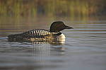 Click to see Y_DSC4153.JPG
