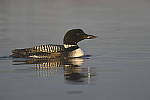 Click to see Y_DSC4166.JPG