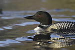 Click to see Y_DSC4228.JPG