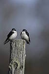 Click to see Y_DSC4304.JPG