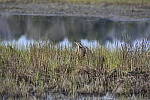 Click to see Y_DSC4345.JPG