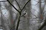 Click to see Y_DSC4372.JPG