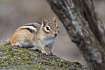 Click to see Y_DSC4408-MOD.JPG
