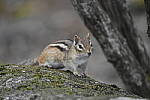 Click to see Y_DSC4408.JPG