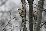 Click to see Y_DSC4478.JPG
