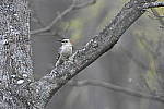 Click to see Y_DSC4547.JPG