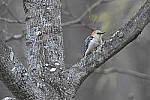 Click to see Y_DSC4551.JPG