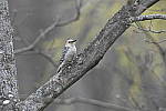 Click to see Y_DSC4620.JPG