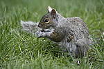 Click to see Y_DSC7140.JPG