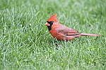 Click to see Y_DSC7169.JPG