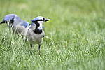 Click to see Y_DSC7194.JPG