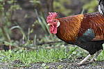 Click to see Y_DSC7423.JPG