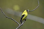Click to see Y_DSC7520.JPG