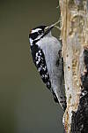 Click to see Y_DSC7555.JPG