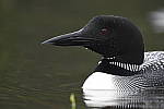 Click to see Y_DSC7669.JPG