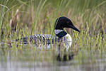 Click to see Y_DSC7685-MOD.JPG