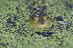Click to see Y_DSC7752.JPG