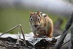 Click to see Y_DSC7792.JPG