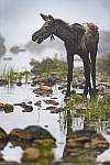 Click to see Y_DSC7859-MOD.JPG