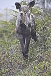 Click to see Y_DSC7923.JPG