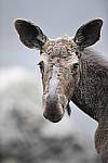 Click to see Y_DSC7942.JPG