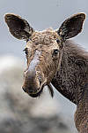 Click to see Y_DSC7946-MOD.JPG