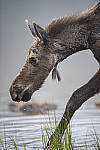 Click to see Y_DSC7958-MOD.JPG
