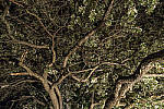 Click to see Y_DSC8219-MOD.JPG