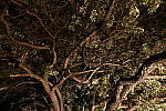 Click to see Y_DSC8219.JPG