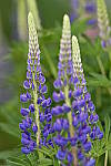 Click to see Y_DSC8260.JPG