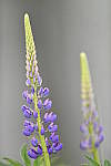 Click to see Y_DSC8262.JPG