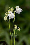 Click to see Y_DSC8265-MOD.JPG