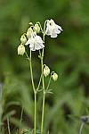 Click to see Y_DSC8265.JPG