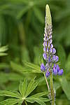 Click to see Y_DSC8273.JPG