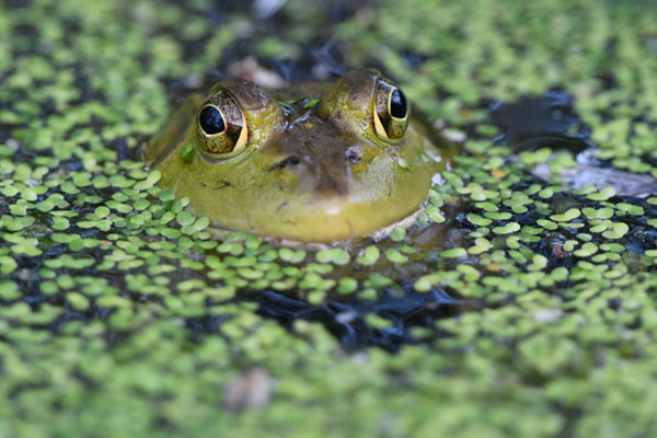 Nikon D5 Review: Field Test -- Gallery Image