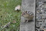 Click to see Y-D500-500PF-3170.JPG