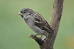 Click to see Y-D500-500PF-3211.JPG