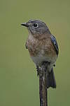 Click to see Y-D500-500PF-3228.JPG