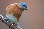 Click to see Y-D500-500PF-3237-MOD.JPG