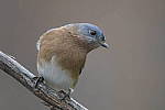 Click to see Y-D500-500PF-3237.JPG