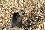 Click to see Y-D500-500PF-3250.JPG