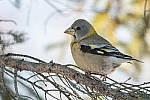 Click to see Y-D500-500PF-3502-MOD.JPG