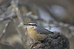 Click to see Y-D500-500PF-3540.JPG