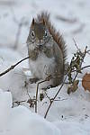 Click to see Y-D500-500PF-3562.JPG