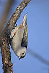 Click to see Y-D500-500PF-3582.JPG
